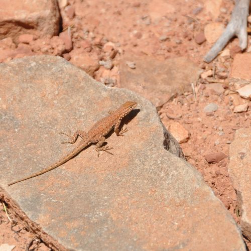 Lizard Rock