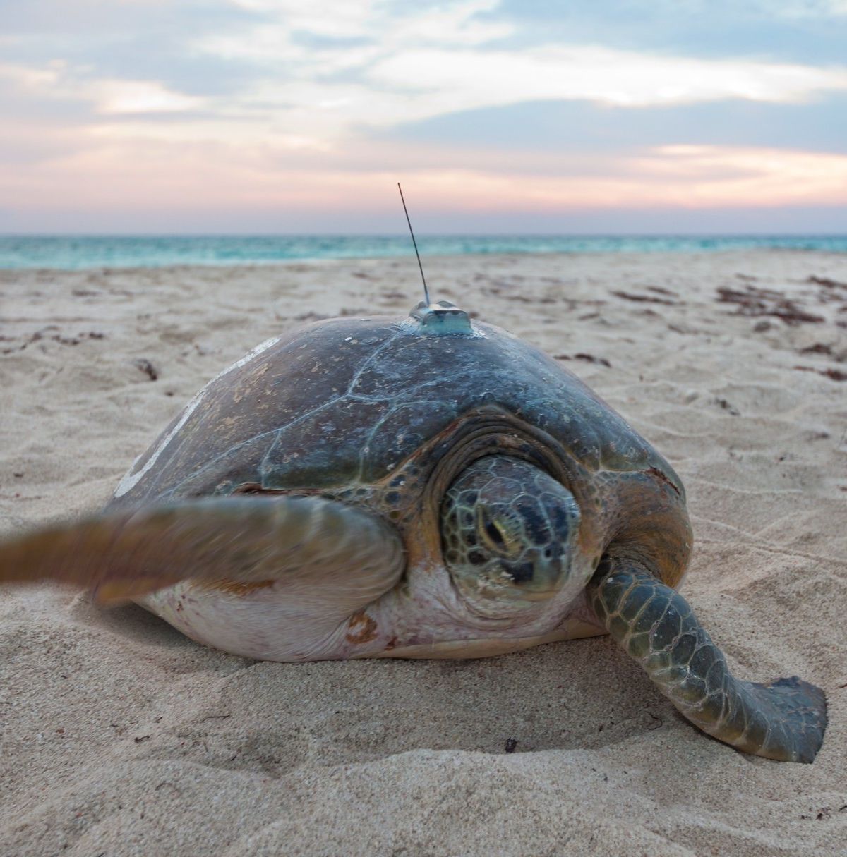 Sea Turtles of the Tortugas, Dry Tortugas National Park