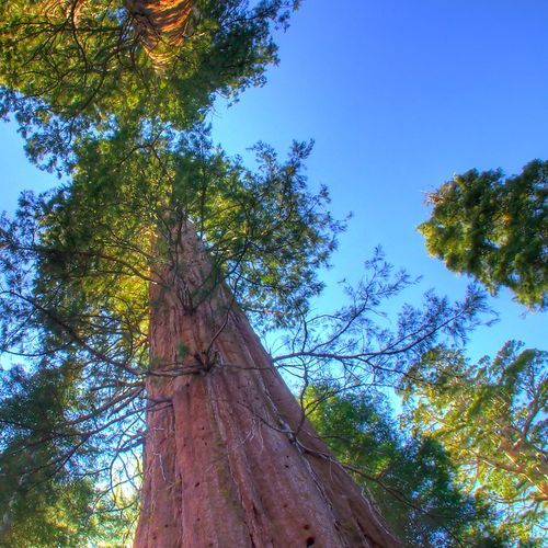 Merced Grove