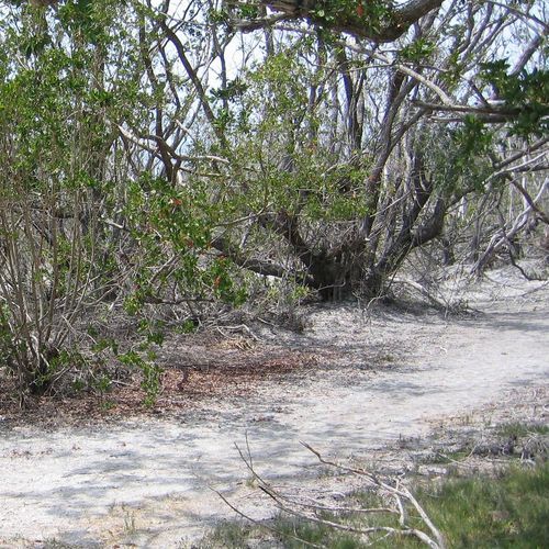 Coastal Prairie Trail