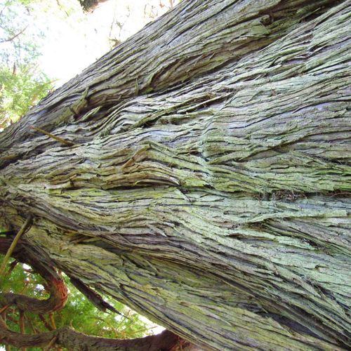 Big Cedar