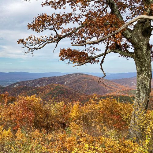 Ivy Creek Overlook