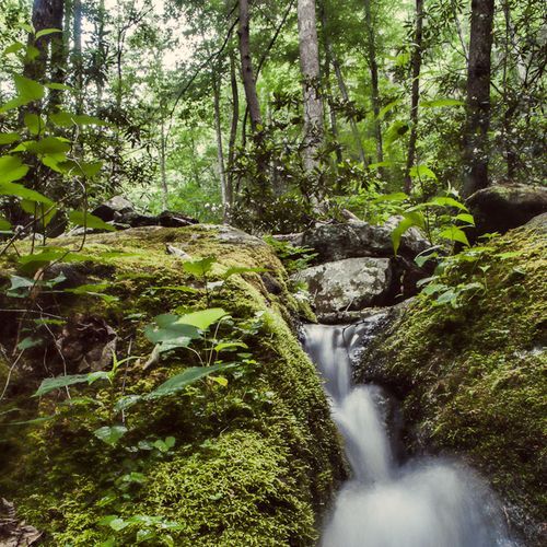 Laurel Falls Trail