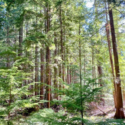 West Elwha Trail