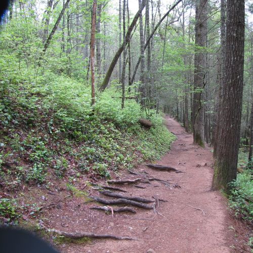 Lost Cove Trail