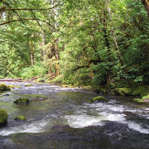 North Fork Bridge Creek Trail