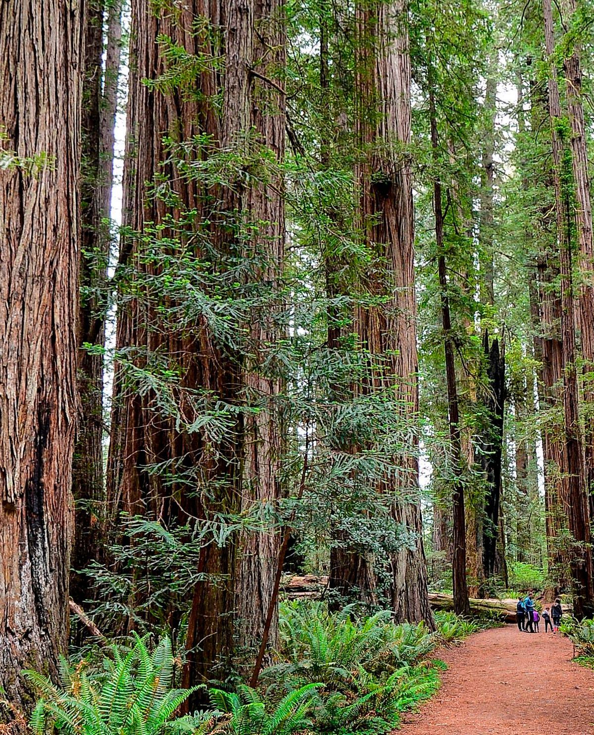 Fern Canyon and Prairie Creek's Big Trees, Redwood National and State Parks