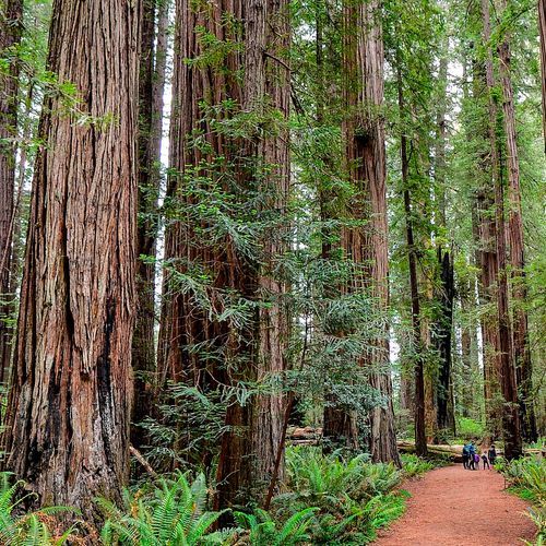 Grove Trail