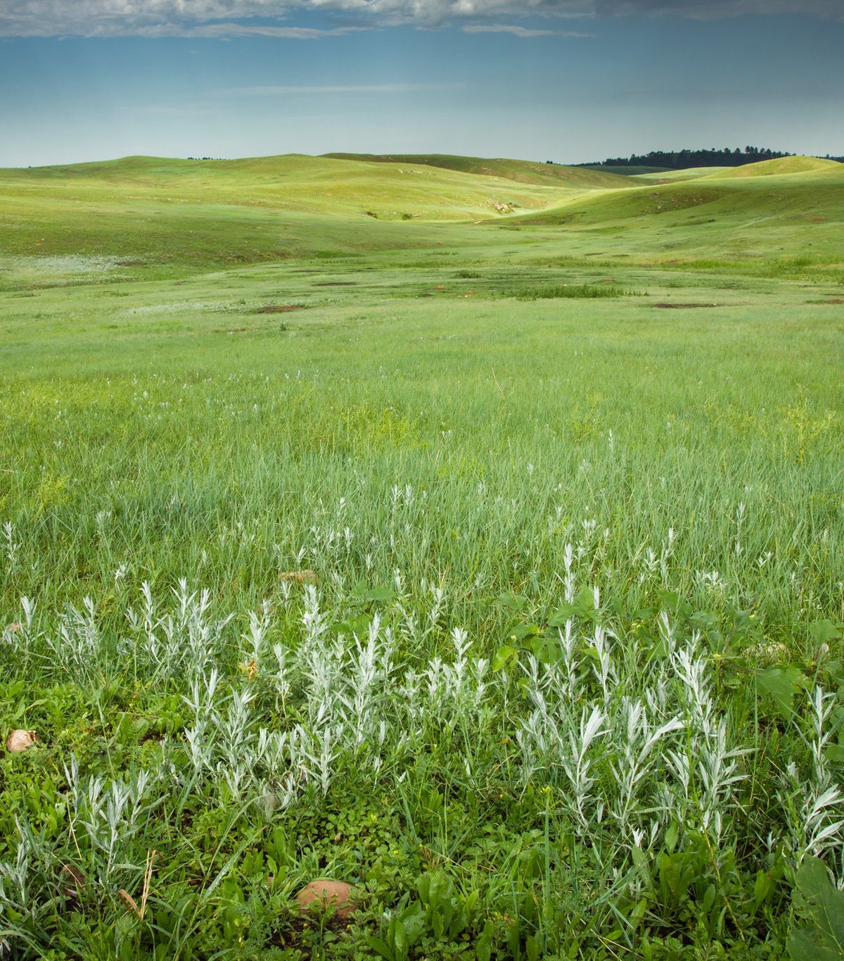 Lakota Emergence Place: Wind Cave's Sacred Story, Wind Cave National Park