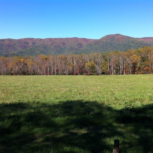 Lone Grove