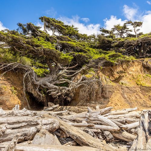 Tree of Life
