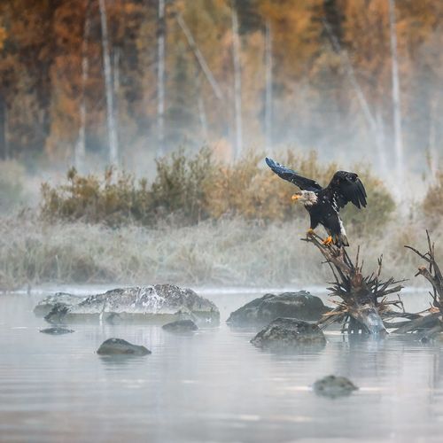 Silver Salmon Creek