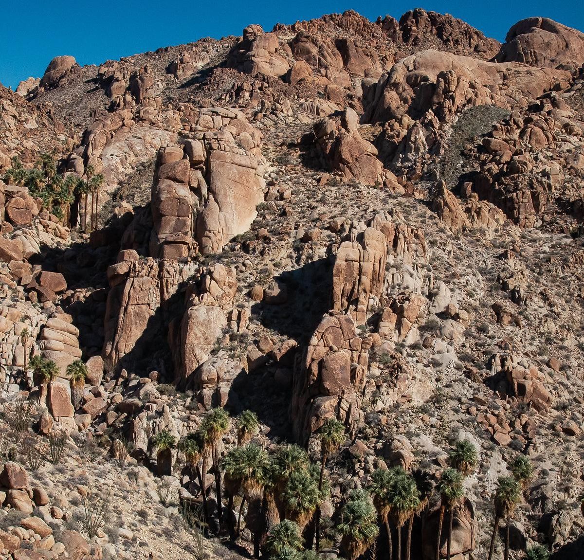 Lost Palms Oasis Trail, Joshua Tree National Park