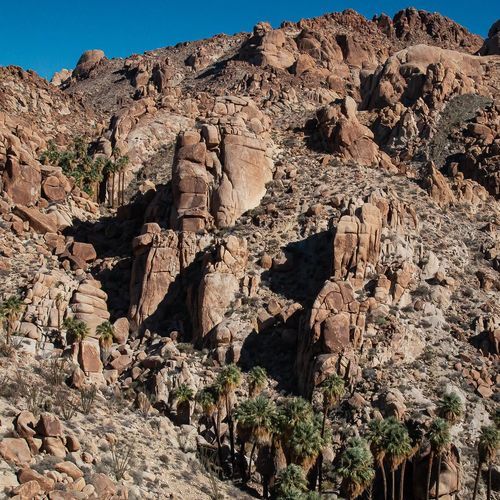 Lost Palms Oasis Trail