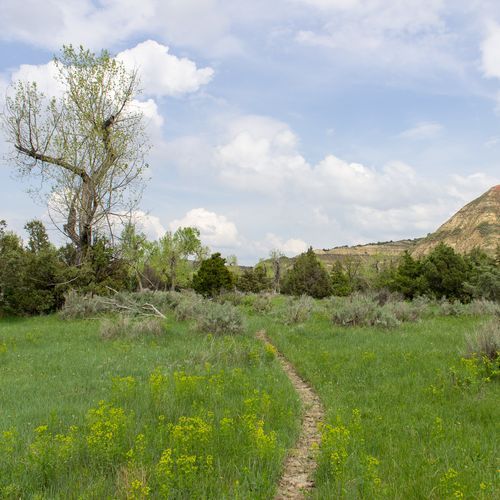 Lone Tree Trail