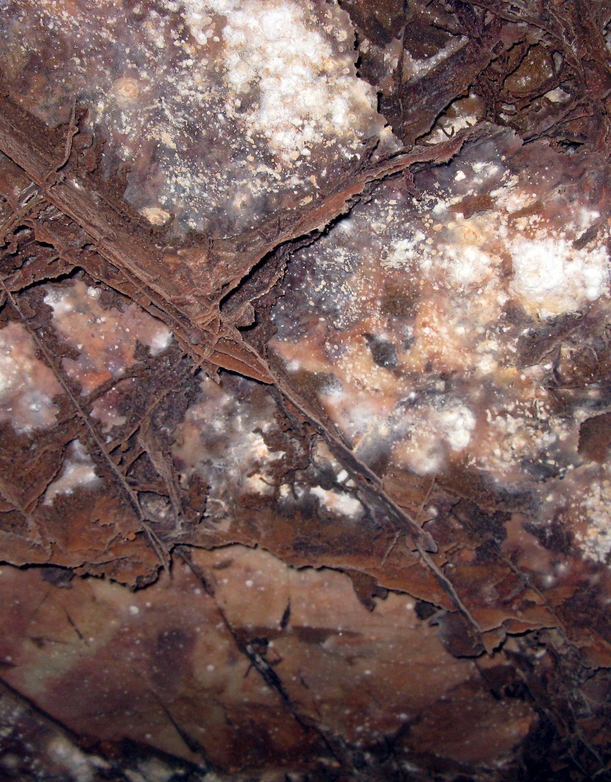 1903: World's First Cave National Park, Wind Cave National Park