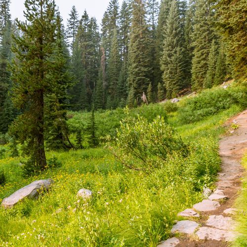 Lady of the Woods Trail