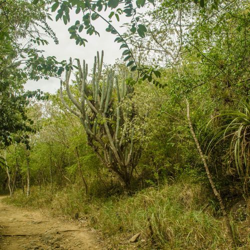 Johnny Horn Trail