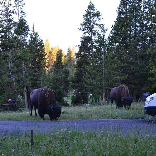 Bridge Bay Campground