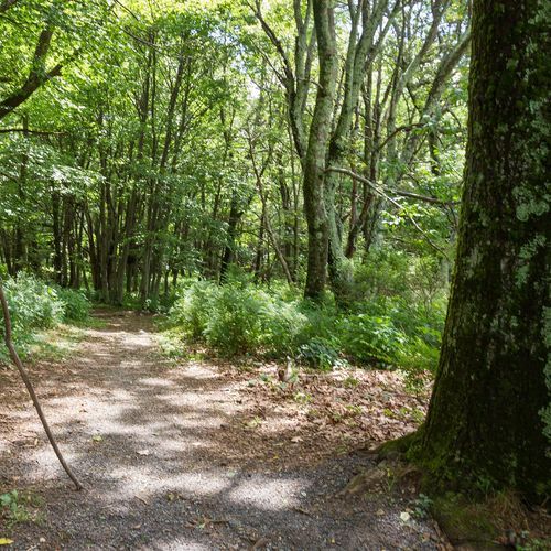 Story of the Forest Trail