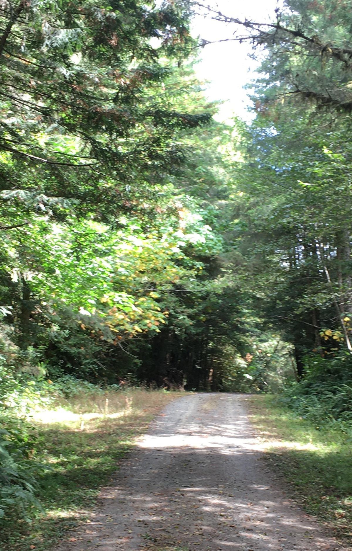 Biking Redwood's Rehabilitated Logging Roads, Redwood National and State Parks