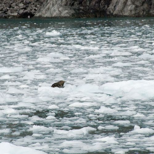 Holgate Glacier Face