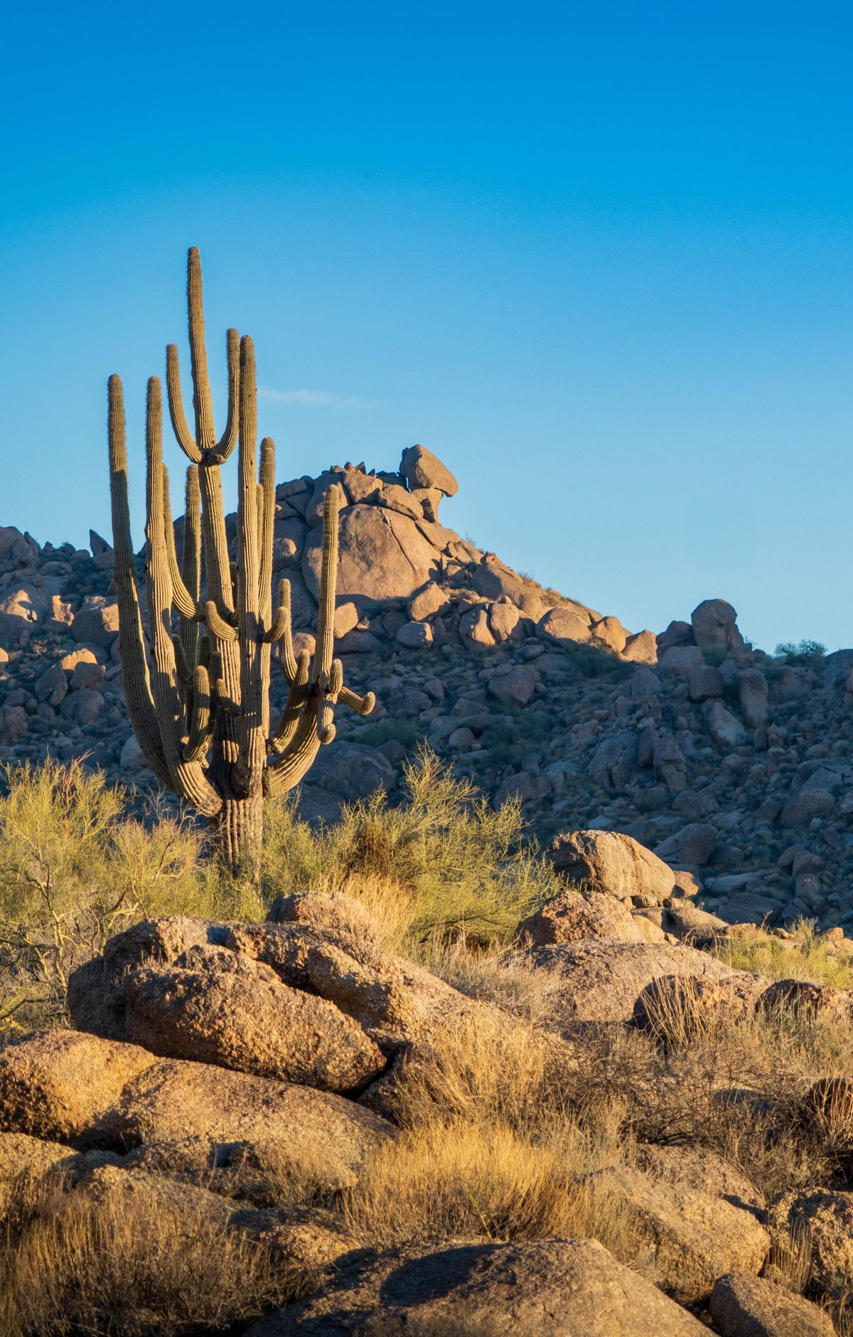 A Metamorphic Core Complex Beneath the Cacti, Saguaro National Park