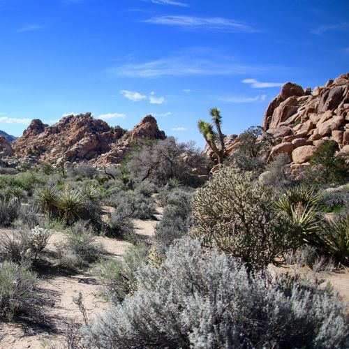 Cholla Cactus Garden Nature Trail