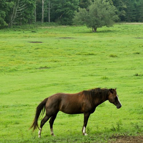 Cades Cove Horse Trail