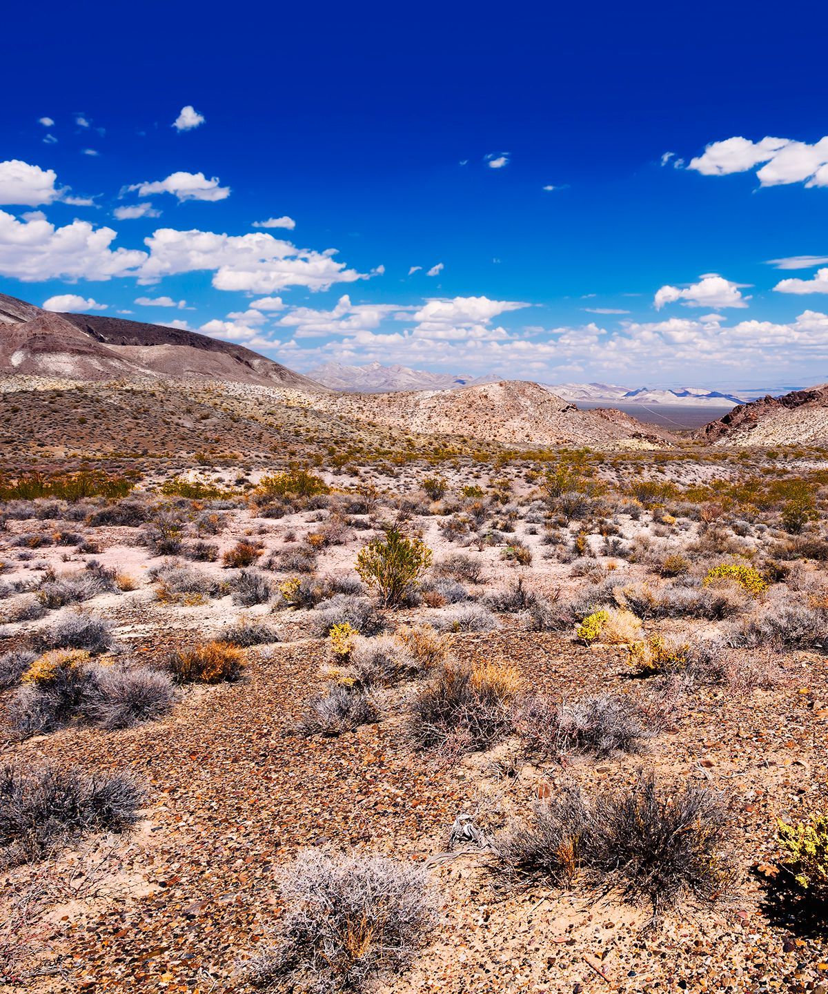 Desert Bighorn Sheep and Desert Survivors, Death Valley National Park