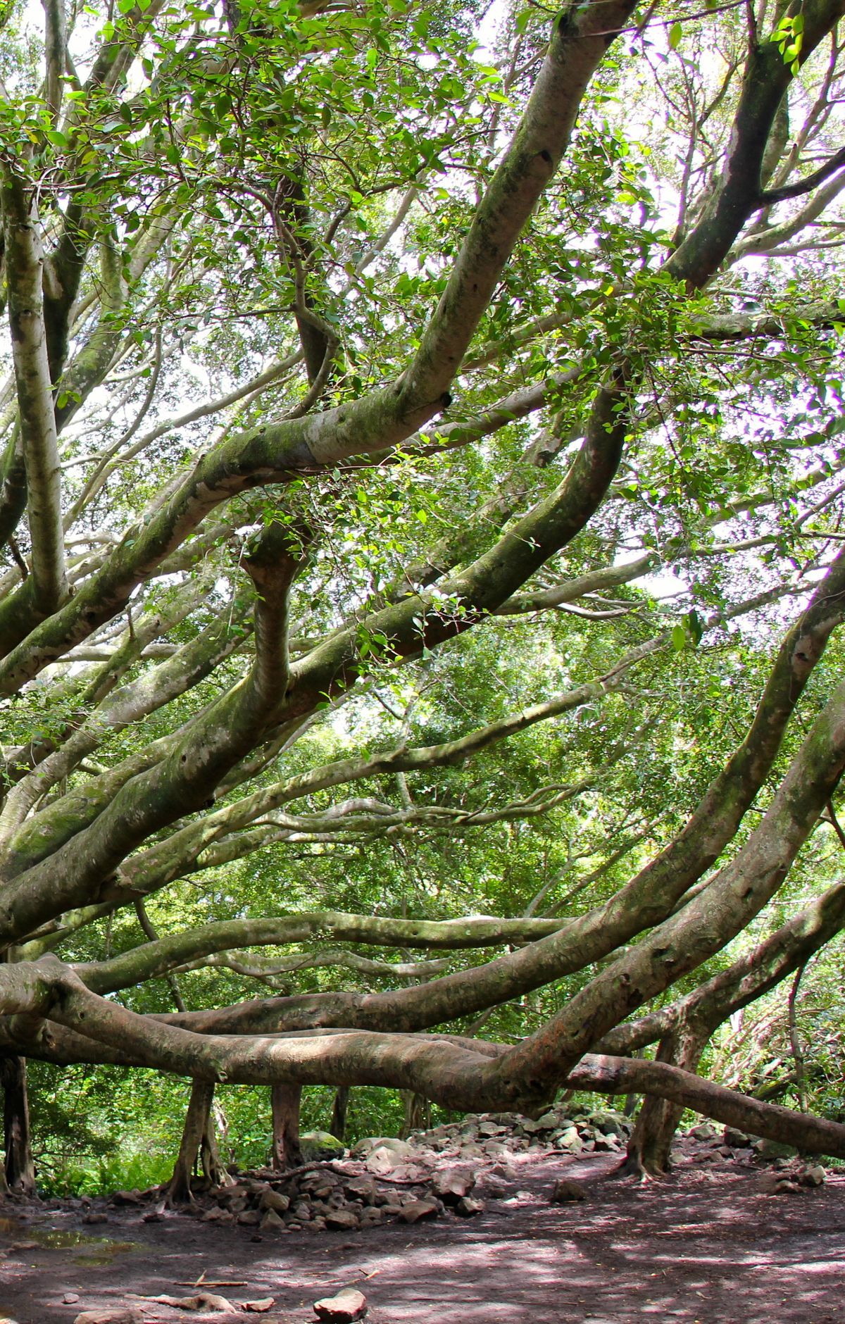 Pīpīwai Trail, Haleakalā National Park