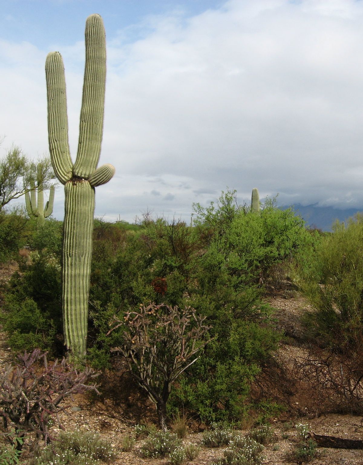 Desert Ecology Trail, Saguaro National Park