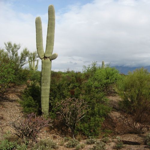 Desert Ecology Trail