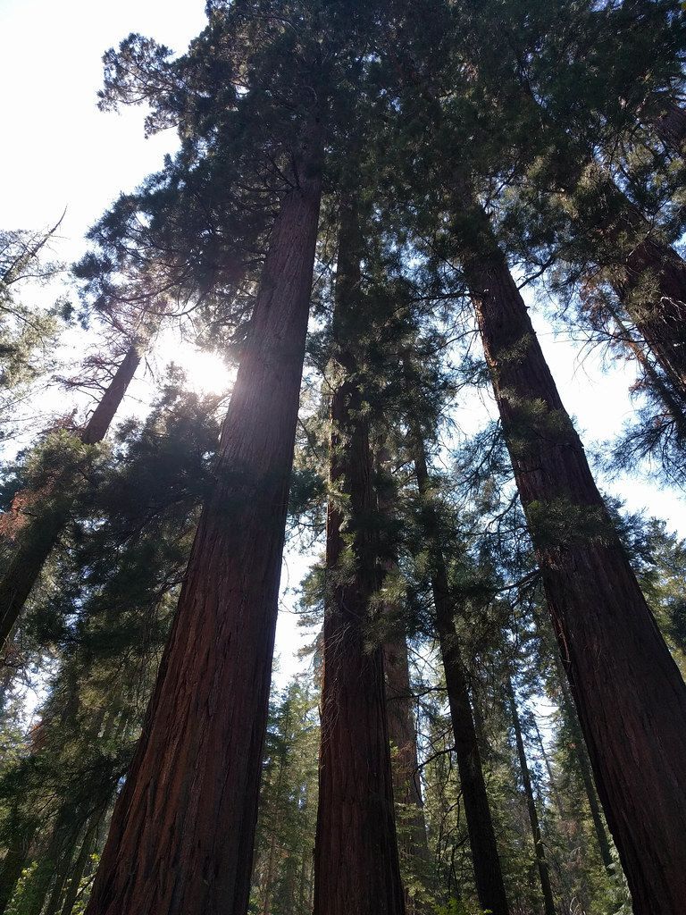 Merced Grove Trail, Yosemite National Park
