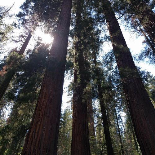Merced Grove Trail