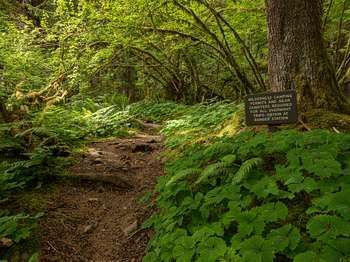 Mink Lake Trail