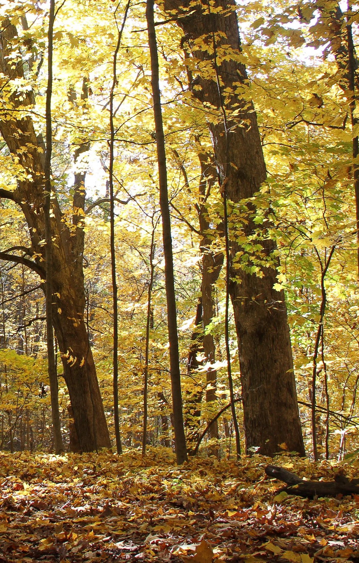 Bailly Homestead and Chellberg Trails History, Indiana Dunes National Park