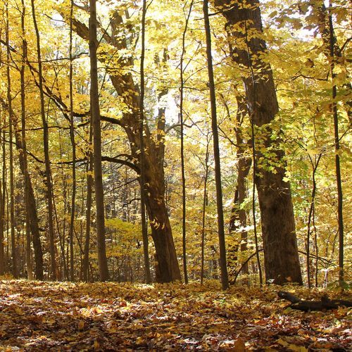 Bailly/Chellberg Trails