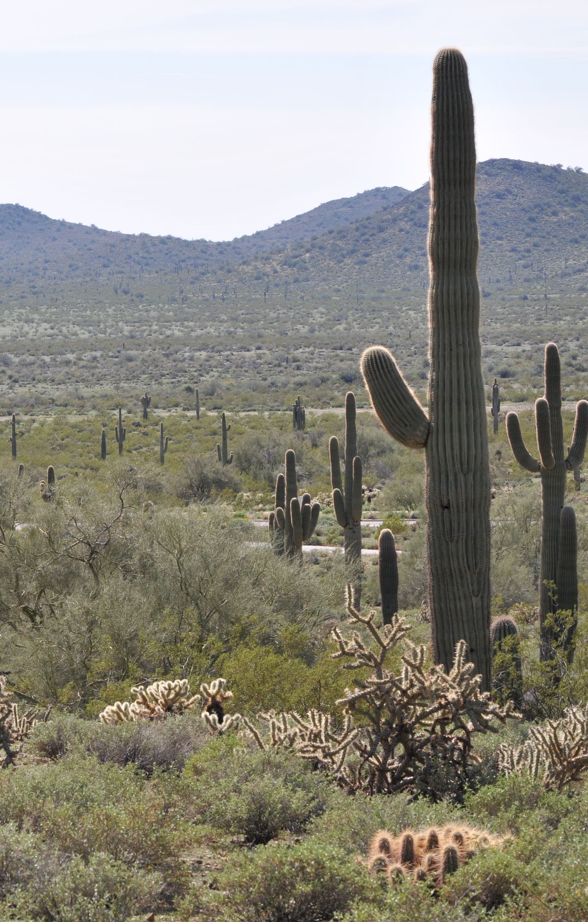 Cactus Wren Trail, Saguaro National Park