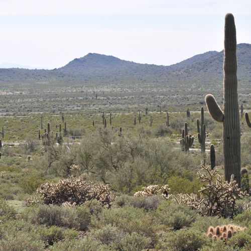 Cactus Wren Trail