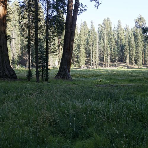 Big Trees Trail