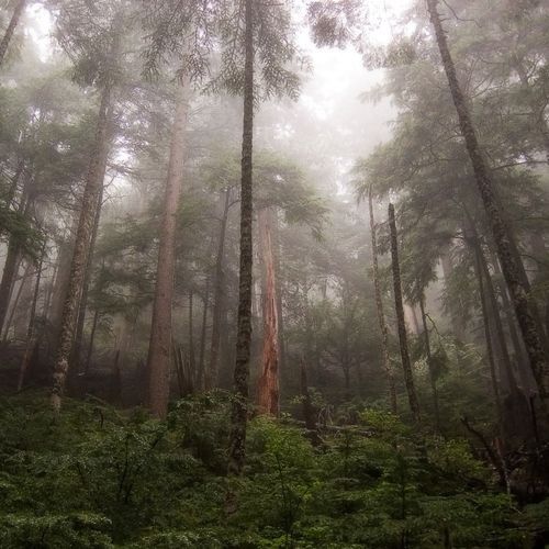 Palisades Lake Trail