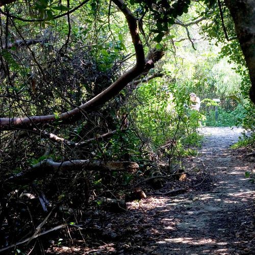 Otter Cave Hammock Trail