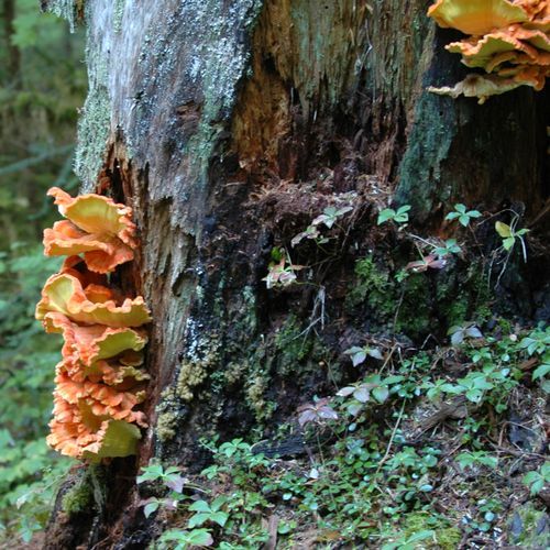 Cowlitz Divide Trail
