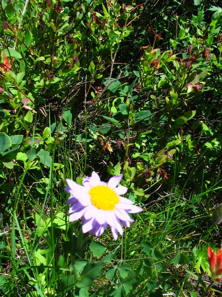 Paintbrush Trail, Grand Teton National Park