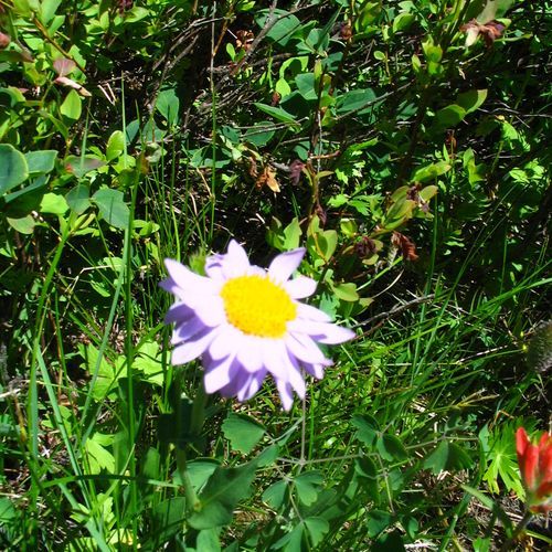 Paintbrush Trail