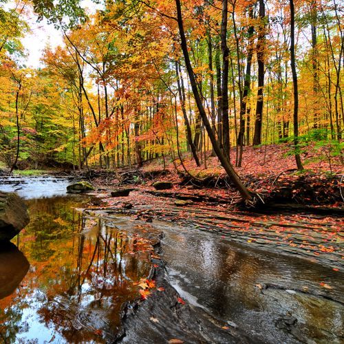 Bedford Reservation
