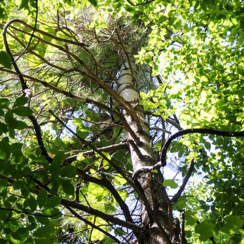 Piney Branch Trail