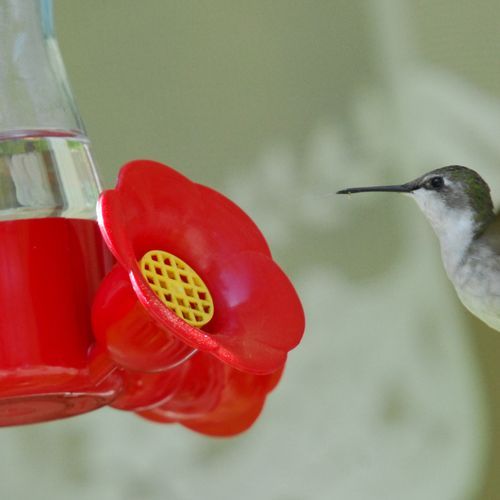 Hummingbird Arch
