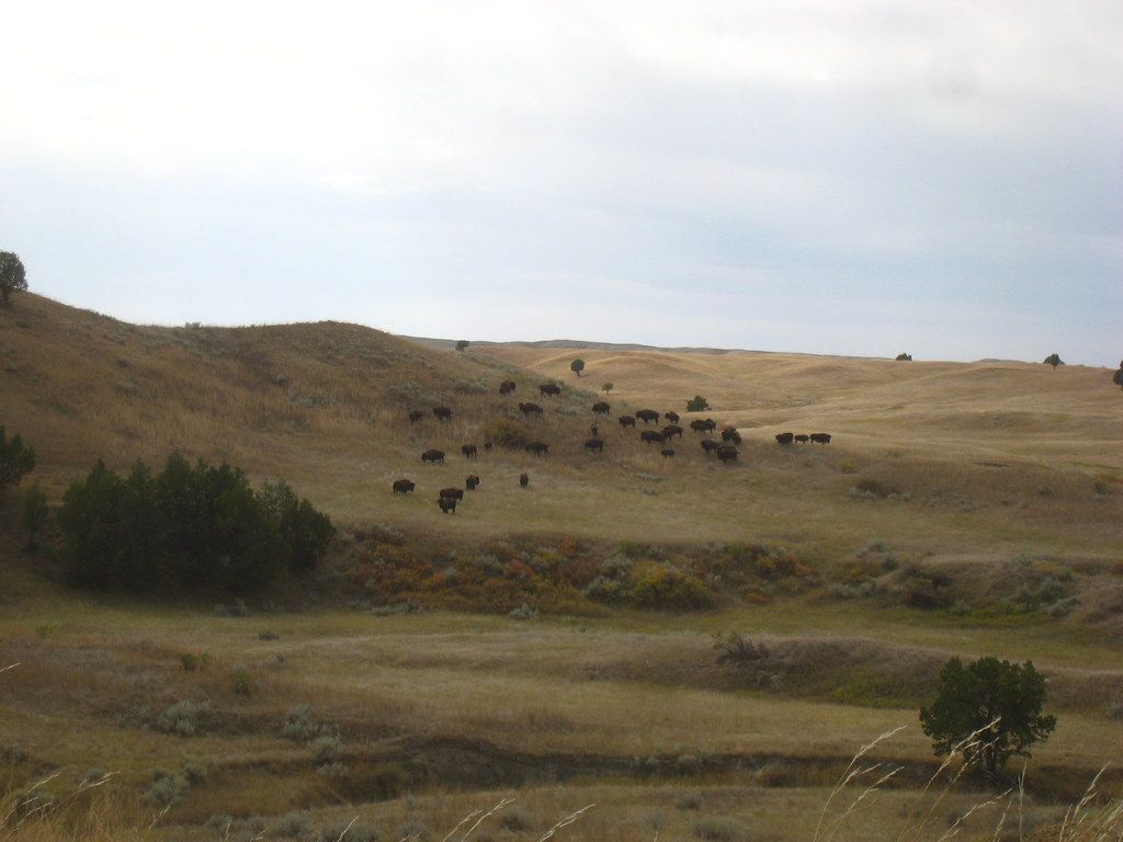 Bison, Bighorn Sheep and the Mixed-Grass Prairie, Badlands National Park